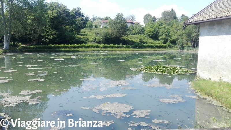 Laghi in Brianza, il laghetto di Cogoredo a Dolzago