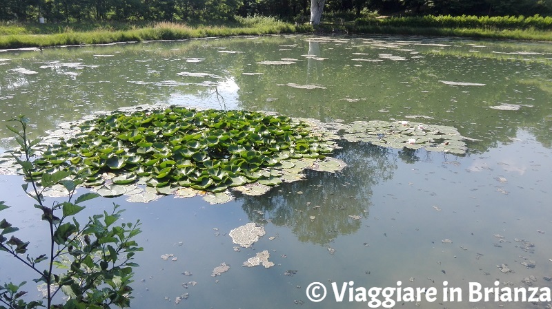 Cosa fare a Dolzago, il laghetto di Cogoredo