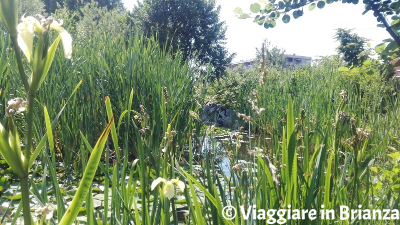 Laghi in Brianza, a Seregno il Laghetto di San Carlo