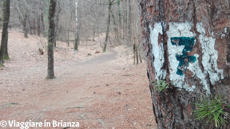 Parco della Brughiera Briantea, il sentiero 7 dalla Zoca dei Pirutit