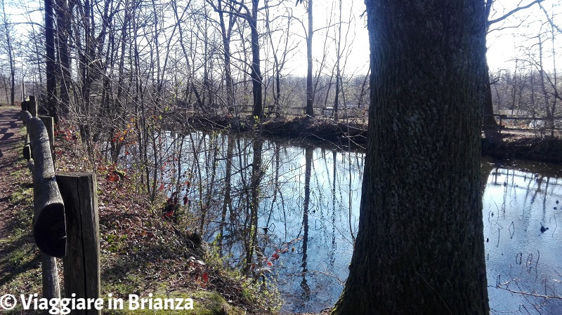 Sentiero 4 del Parco della Brughiera Briantea, il laghetto della Mordina