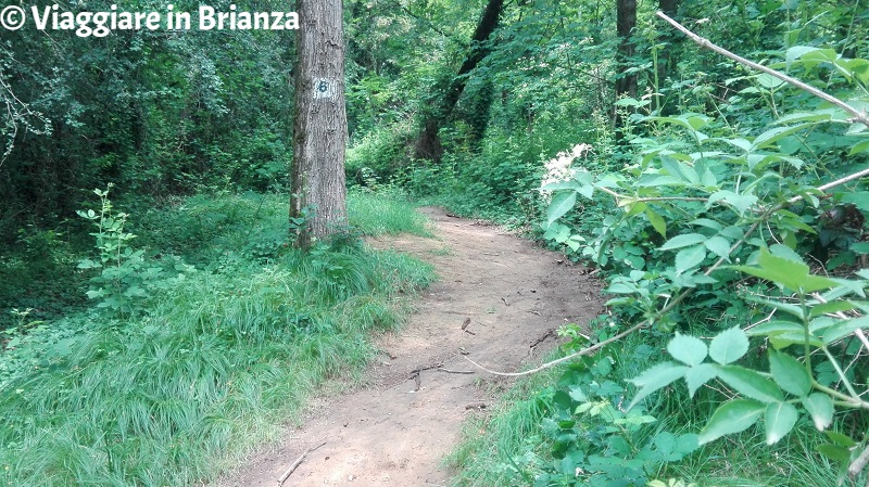 Alberi segnati sul sentiero 6 del Parco della Brughiera Briantea