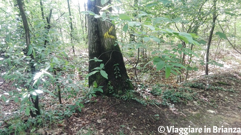 L'albero sul sentiero 6 del Parco della Brughiera Briantea