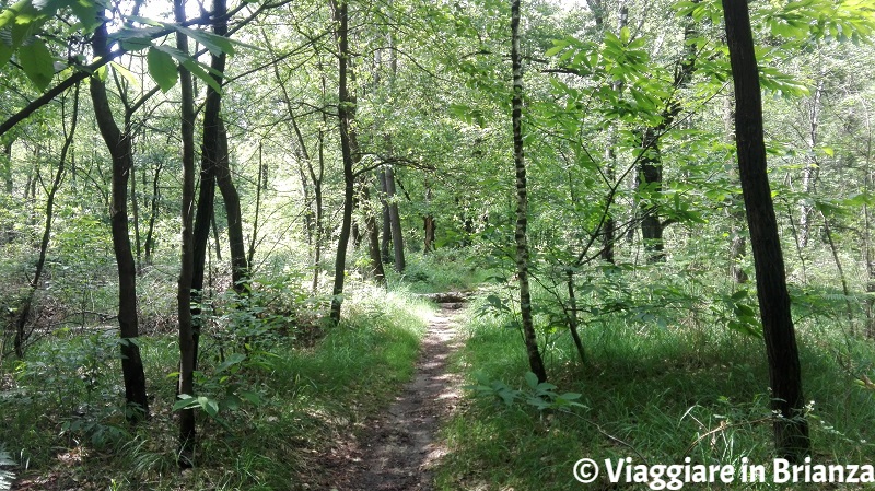 Il bosco di betulle del sentiero 6 del Parco della Brughiera Briantea