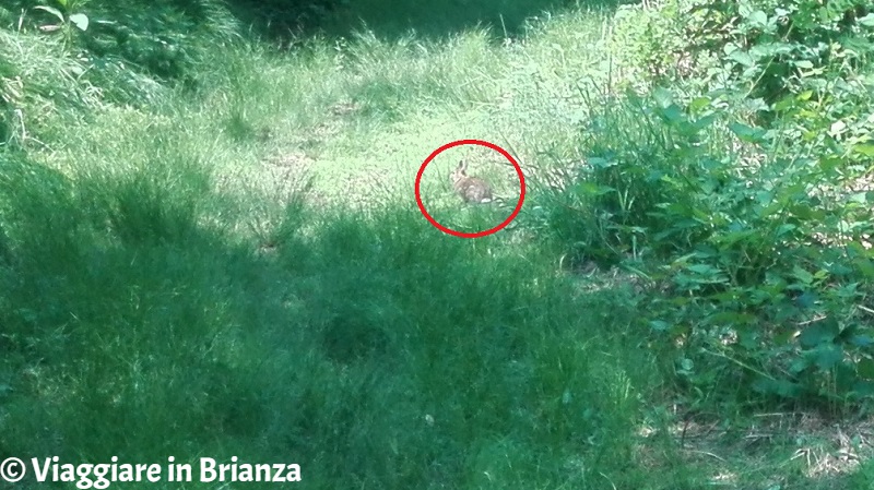 Un coniglio nel Parco della Brughiera Briantea