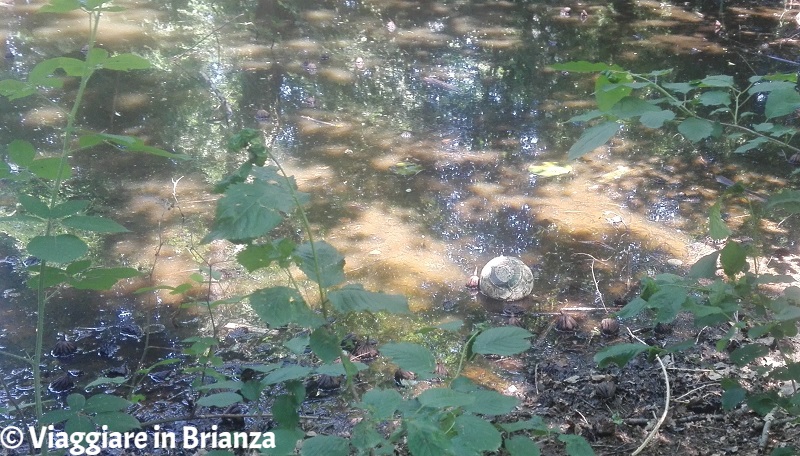 Pesce palla nel laghetto della Mordina