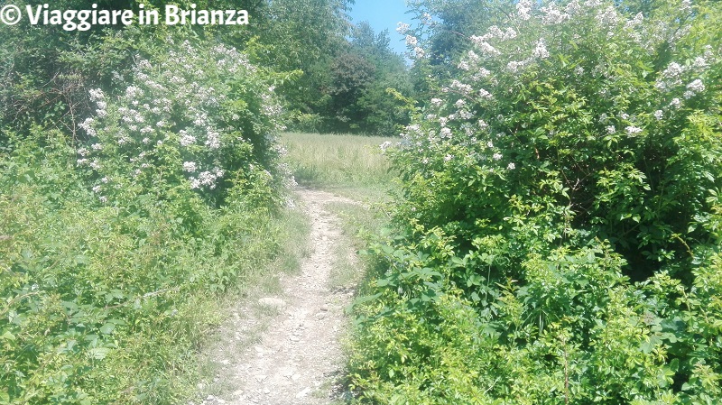 I prati della Mordina a Mariano Comense