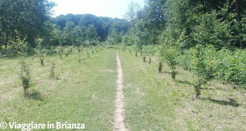 Prato della Contessa nel Parco della Brughiera Briantea