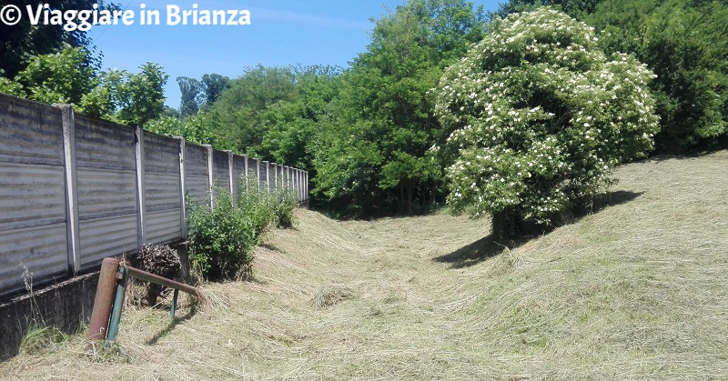 Il sentiero 5 del Parco della Brughiera Briantea: l'inizio