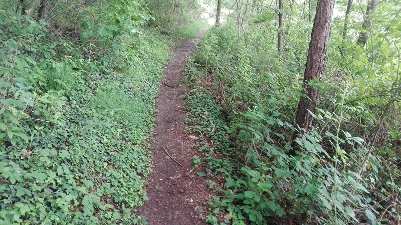 Sentiero 6 del Parco della Brughiera Briantea, la salita per la Zoca dei Pirutit