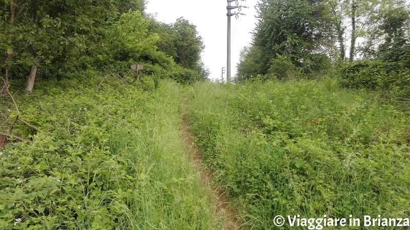 Il sentiero 6 del Parco della Brughiera Briantea per la Zoca dei Pirutit