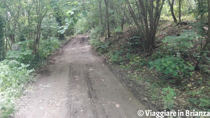 La strada campestre sul sentiero 5