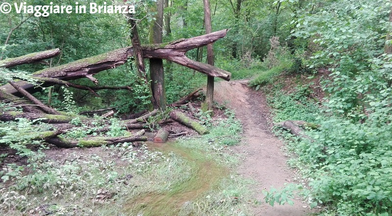 La strada per la Zoca dei Pirutit sul sentiero 6 del Parco della Brughiera Briantea