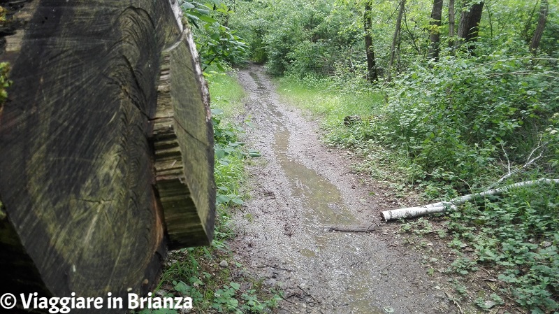 Il terreno argilloso del Parco della Brughiera Briantea