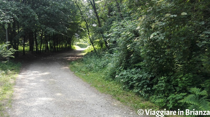 Ultima parte del sentiero 5 del Parco della Brughiera