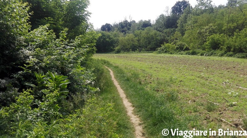 La valle del Terrò nel Parco della Brughiera Briantea