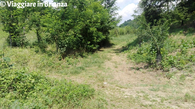 Bivio sul sentiero 2 del Parco della Brughiera