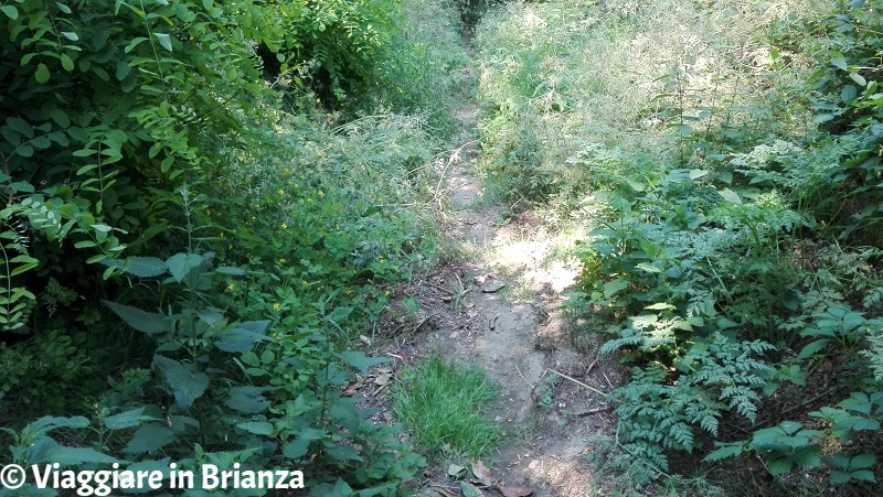 I boschi del Parco della Brughiera Briantea