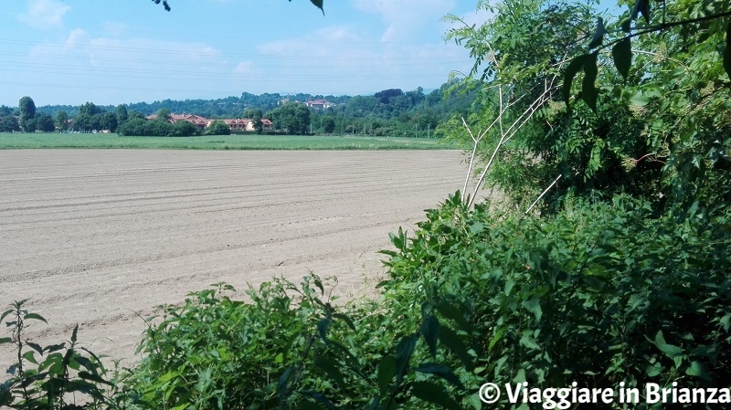 I campi tra Lentate e Carimate