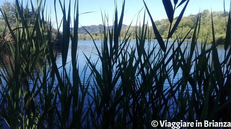 Un canneto al lago di Sartirana a Merate