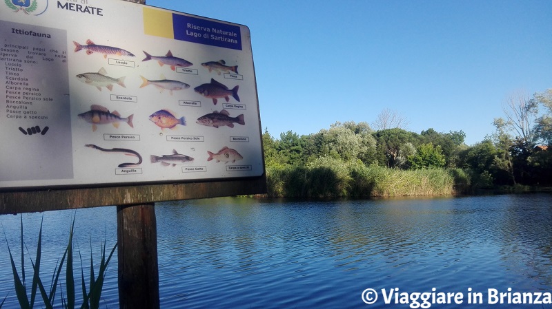 Dove pescare in Brianza, il lago di Sartirana