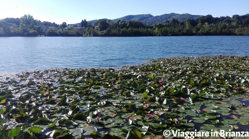 Lago di Sartirana, le ninfee in fiore