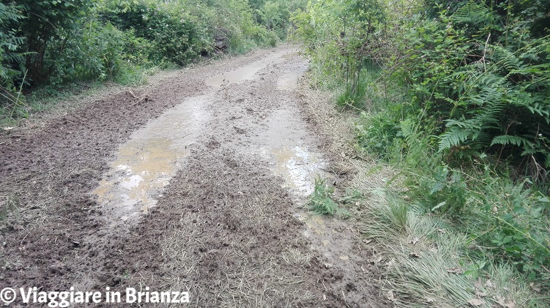 Mariano, il sentiero 2 del Parco della Brughiera