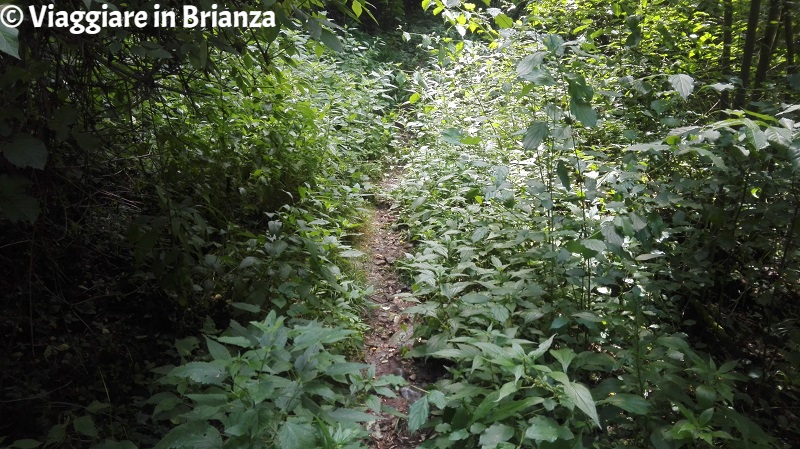 Parco della Brughiera Briantea, il sentiero 1 a Cimnago