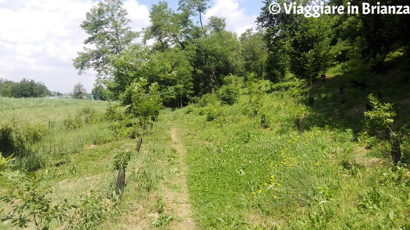 Parco delle Groane e della Brughiera, il sentiero 1