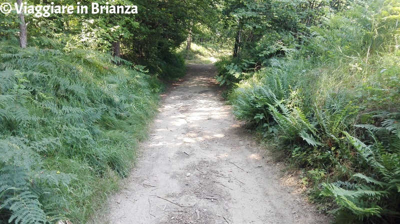 Il sentiero 1 del Parco della Brughiera Briantea