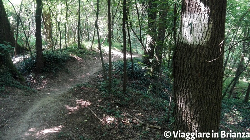 Il sentiero 1 del Parco della Brughiera a Copreno