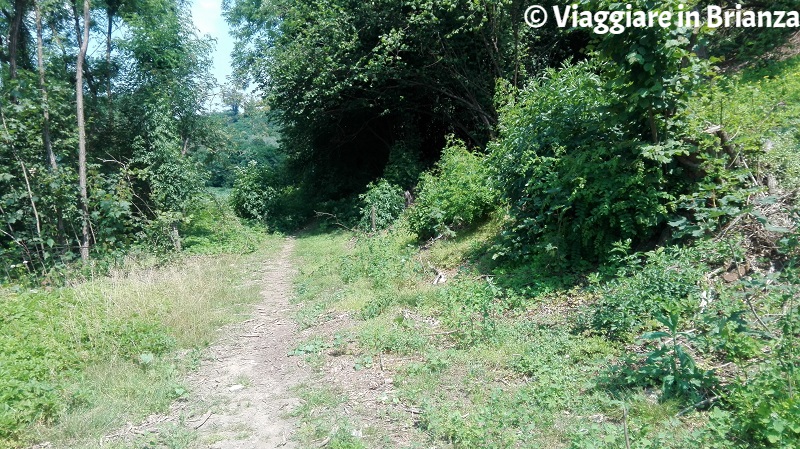 Il sentiero 1 del Parco della Brughiera a Lentate