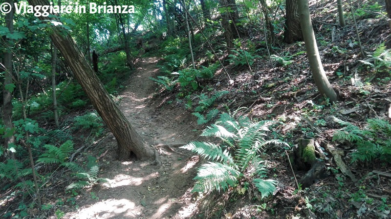 Il sentiero 1 del Parco della Brughiera in salita