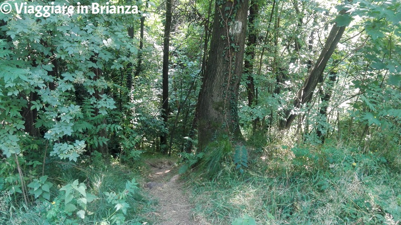 Il sentiero 1 del Parco della Brughiera nella Valle del Seveso a Lentate