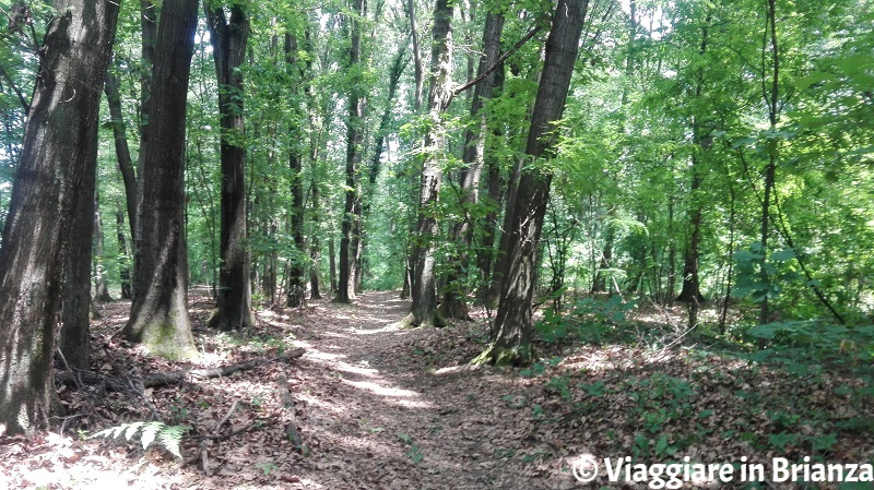 Sentiero 2 del Parco della Brughiera: Cascina Imperatore