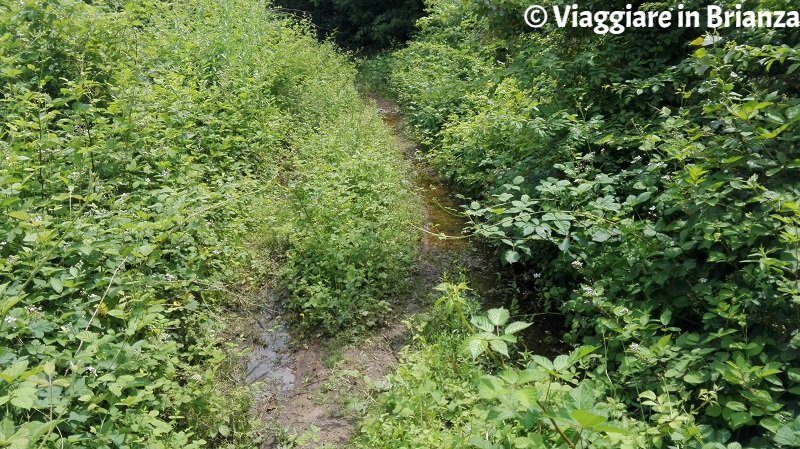 Il sentiero 2 del Parco della Brughiera a Mariano