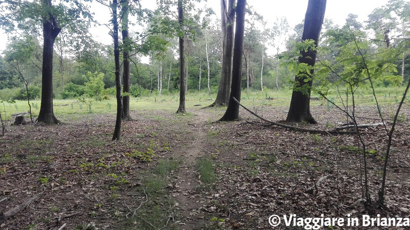 Il sentiero 2 del Parco delle Groane e della Brughiera Briantea a Lentate