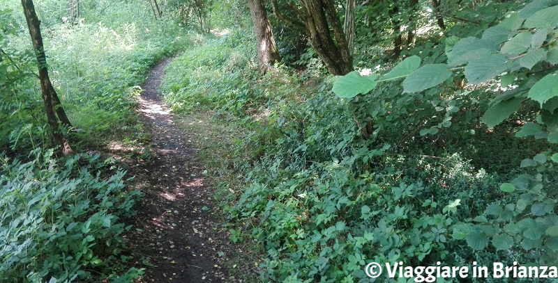 Il sentiero 2 del Parco delle Groane e della Brughiera