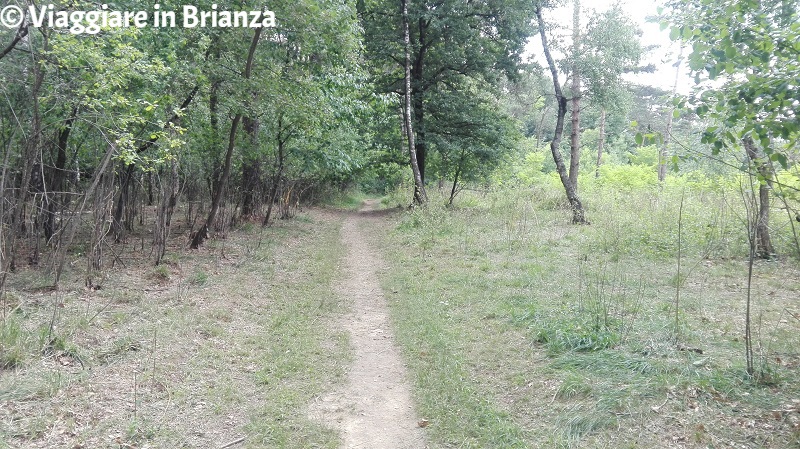 Il sentiero per il Lago Azzurro nel Parco della Brughiera