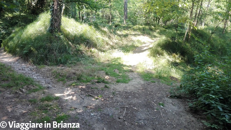 Il trivio del sentiero 1 del Parco della Brughiera