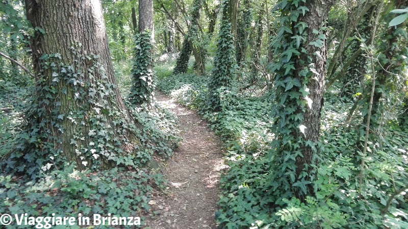 La Valle del Seveso a Lentate