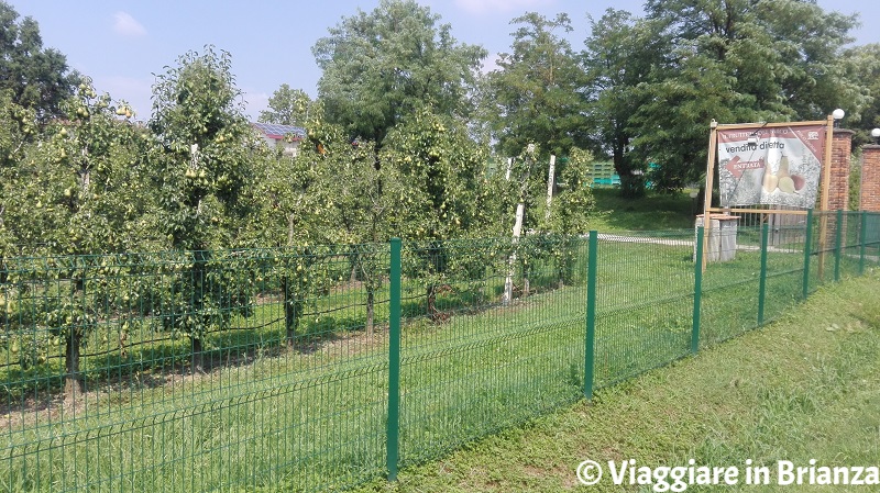 Ceriano Laghetto, il Frutteto