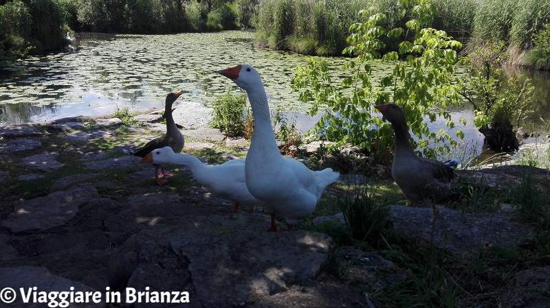 Le oche del lago del Segrino