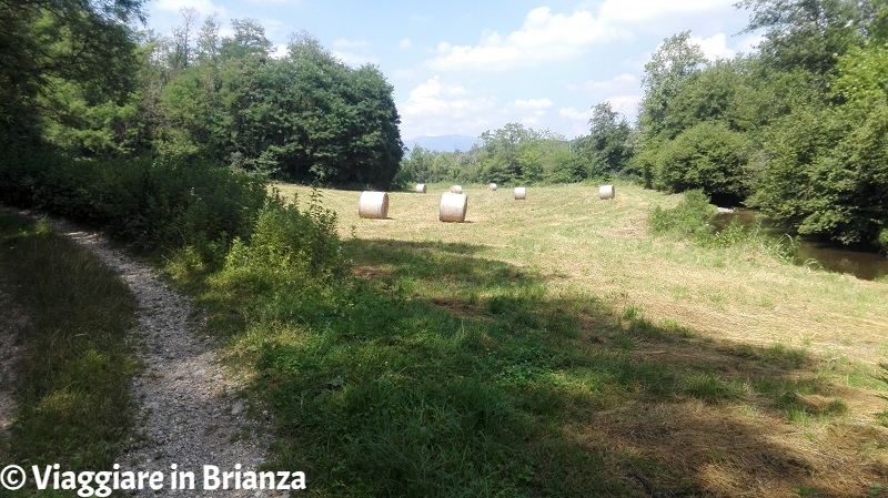 Il sentiero 9 del Parco della Brughiera Briantea