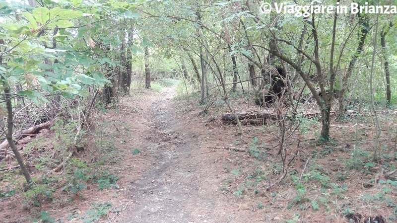 Cosa fare a Inverigo, il Bosco della Bressanella