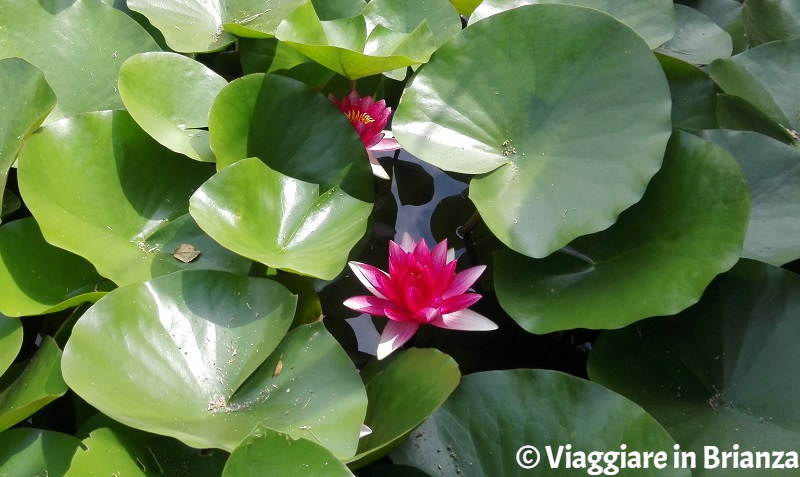 Fiore di loto al Roseto Niso Fumagalli