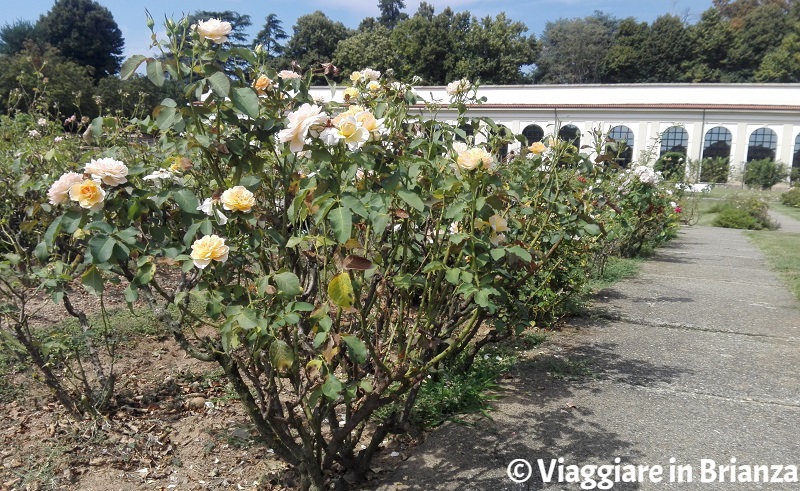 Monza, il Roseto Niso Fumagalli