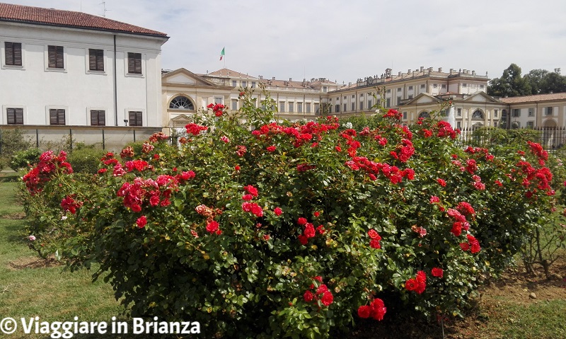 Le rose del Roseto Niso Fumagalli