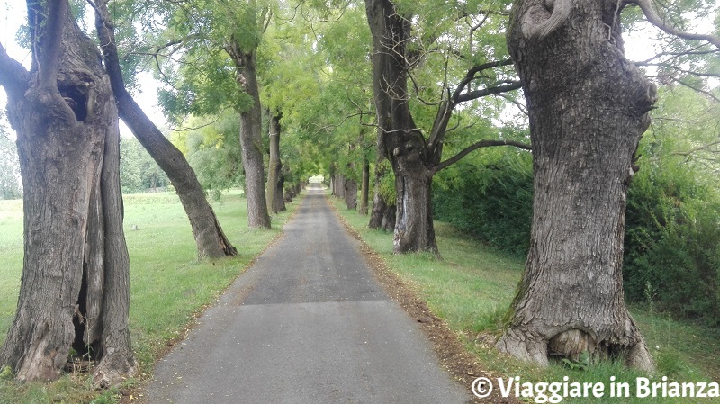 Il viale di accesso a Villa Il Beldosso