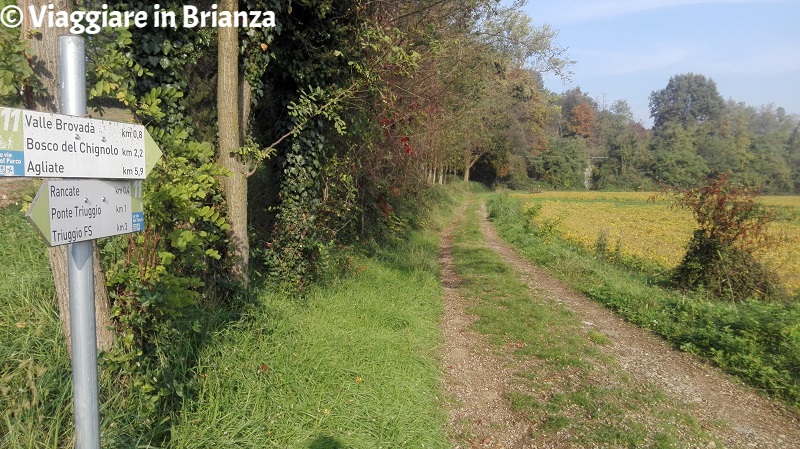 Cosa fare a Triuggio, il Bosco della Brovada